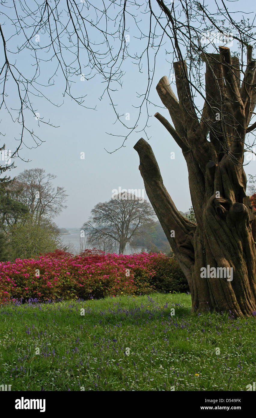 Beschnittene Baum, Azaleen, Glockenblumen. Ansicht. Mount Congreve Estate. Mit freundlicher Genehmigung Stockfoto