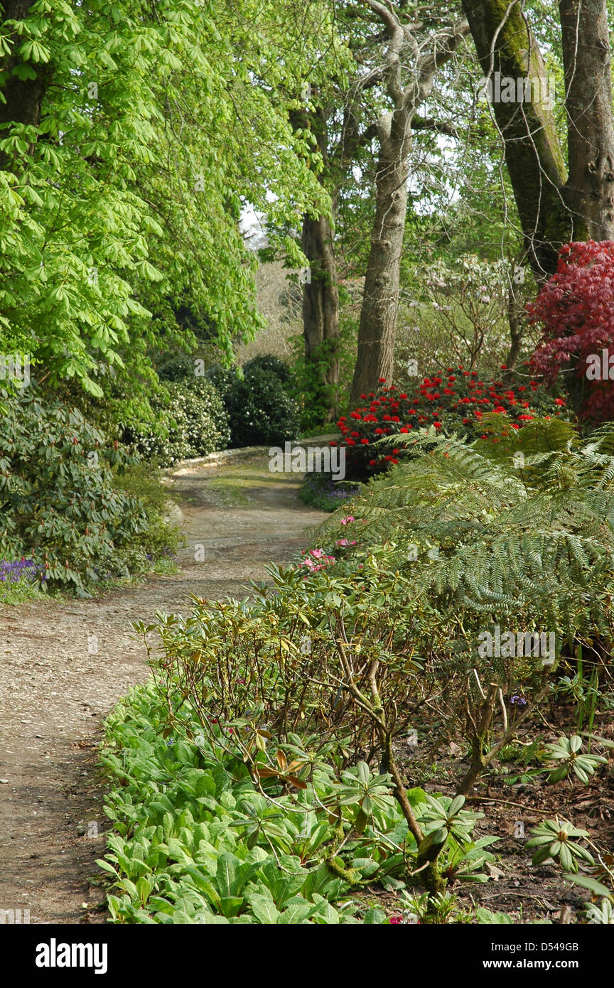 Pfad durch den Wald. Mount Congreve Estate. April. Mit freundlicher Genehmigung. Stockfoto