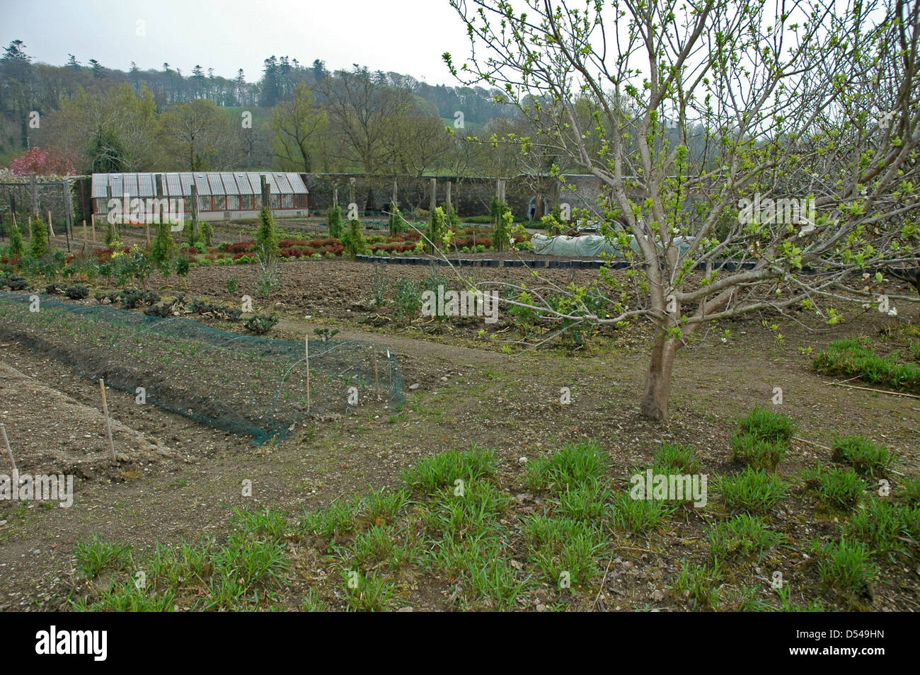 Der ummauerte Garten. Mount Congreve Estate. April. Mit freundlicher Genehmigung. Stockfoto