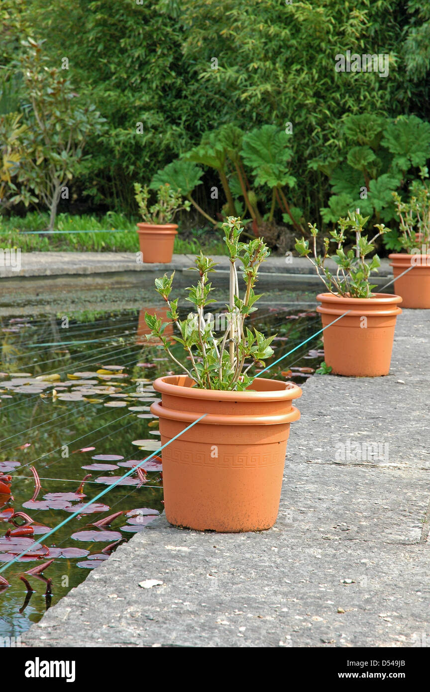 Reiher Prävention am Mount Congreve Estate. Mit freundlicher Genehmigung. Stockfoto