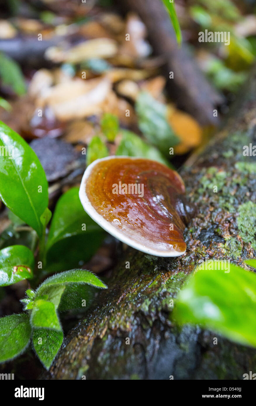 Halterung Pilze wachsen auf einem gefallenen Baumstamm, Frasers Hill, Malaysia Stockfoto