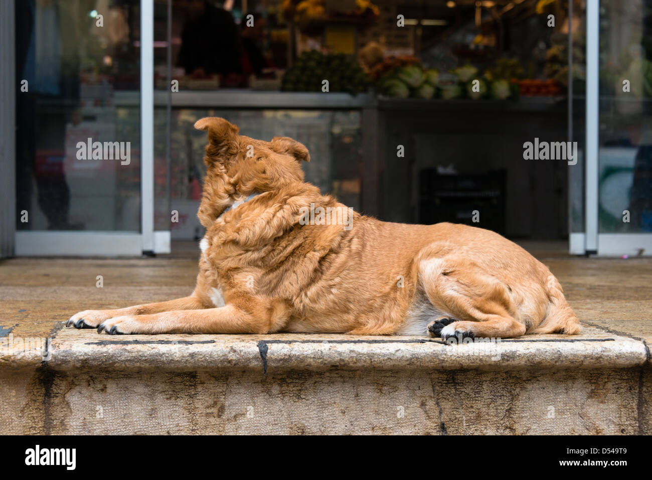 Hund vor Shop Besitzer warten Stockfoto