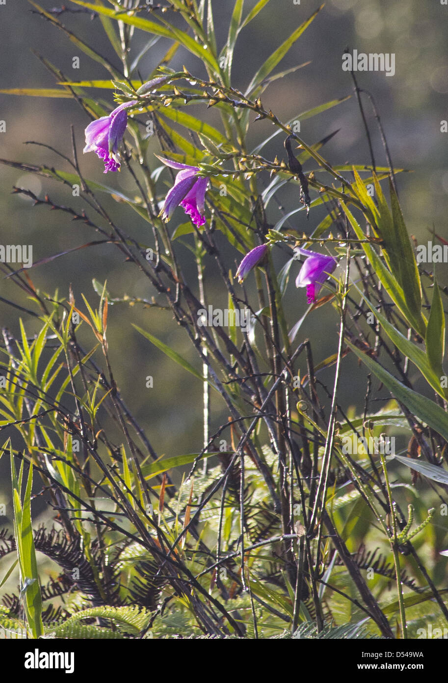 Bambus Orchidee (Arundina Graminifolia), Frasers Hill, Malaysia Stockfoto