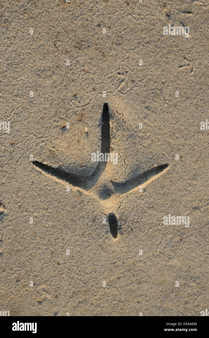 Fußabdruck der Vogel im Sand, Makgadikgadi Pan, in der Nähe von Nata, Botswana Stockfoto