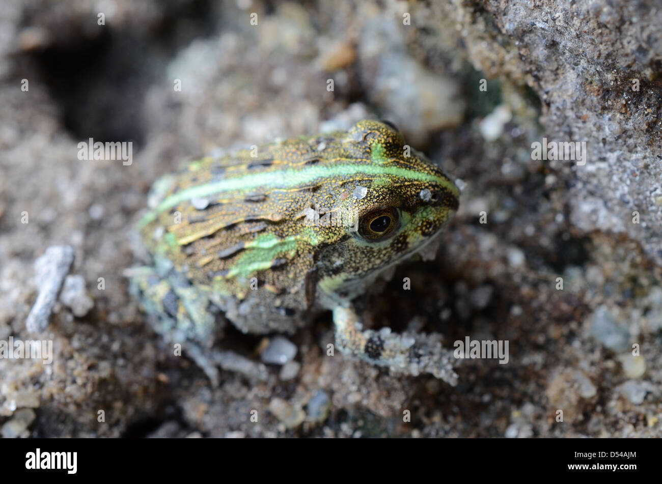 Frosch, Makgadikgadi Pan, in der Nähe von Nata, Botswana Stockfoto