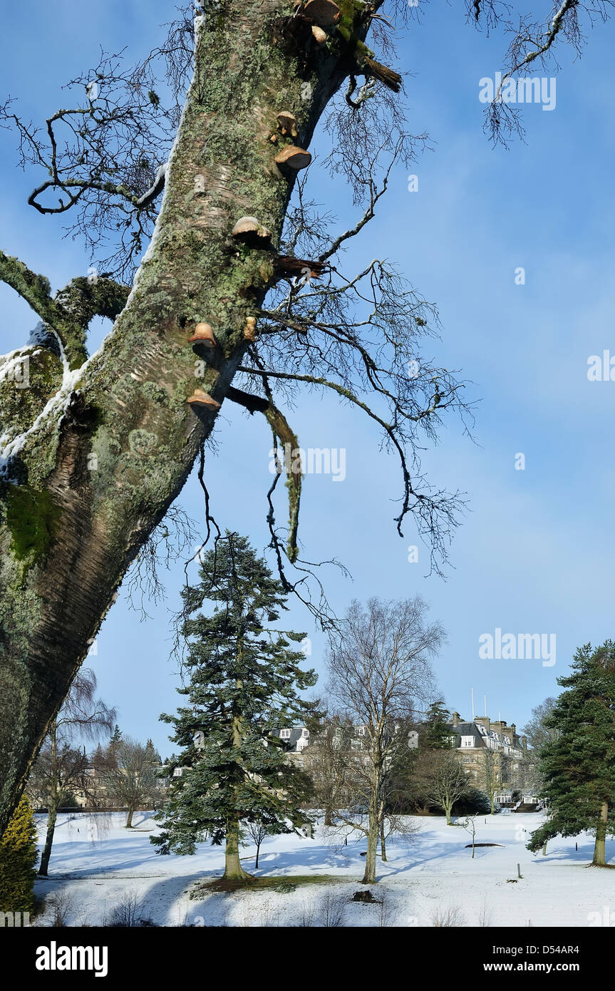 Bäume in Gleneagles Golf- und Hotelresort mitten im winter Stockfoto