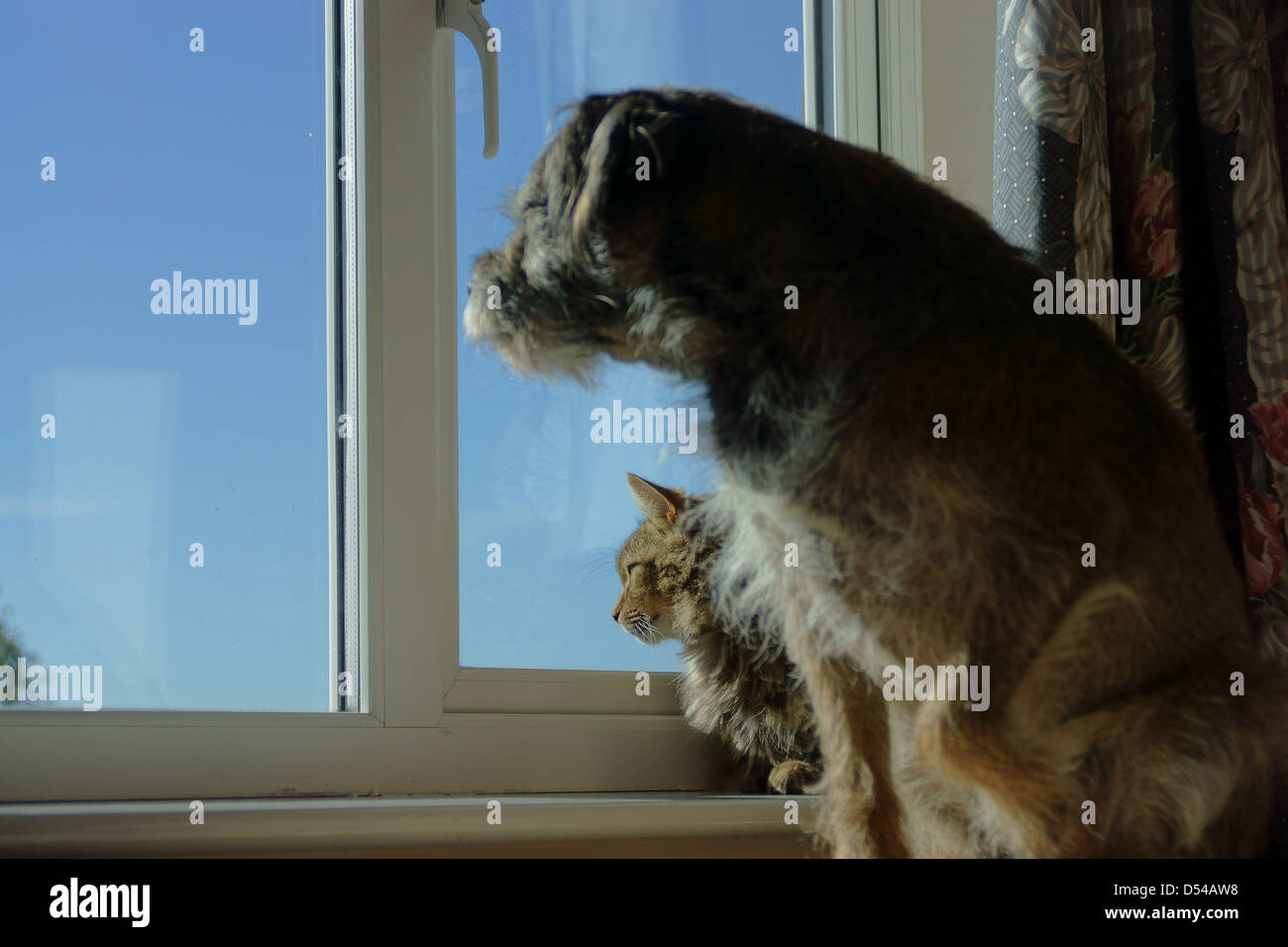 Ein Hund und Katze auf der Suche von klar Himmelblau Fenster Stockfoto