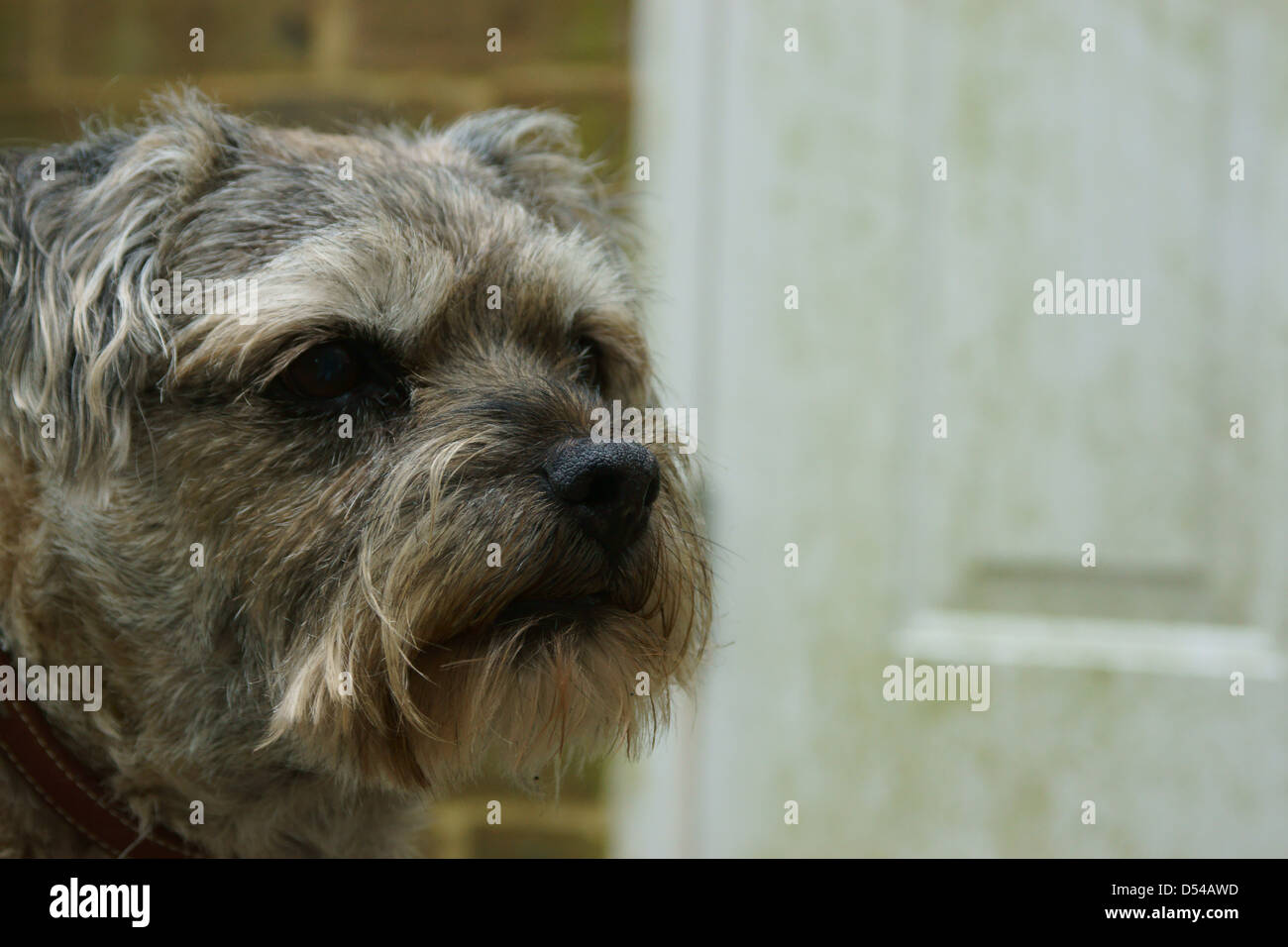 Hund suchen Gesicht rasierte Haare schneiden Border terrier Stockfoto