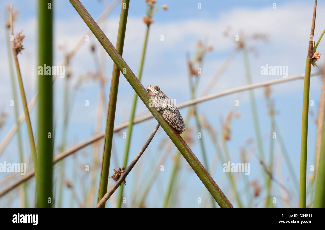 Eine bemalte Reed Frosch hocken auf einem Reed, Okavango Delta, Botswana Stockfoto
