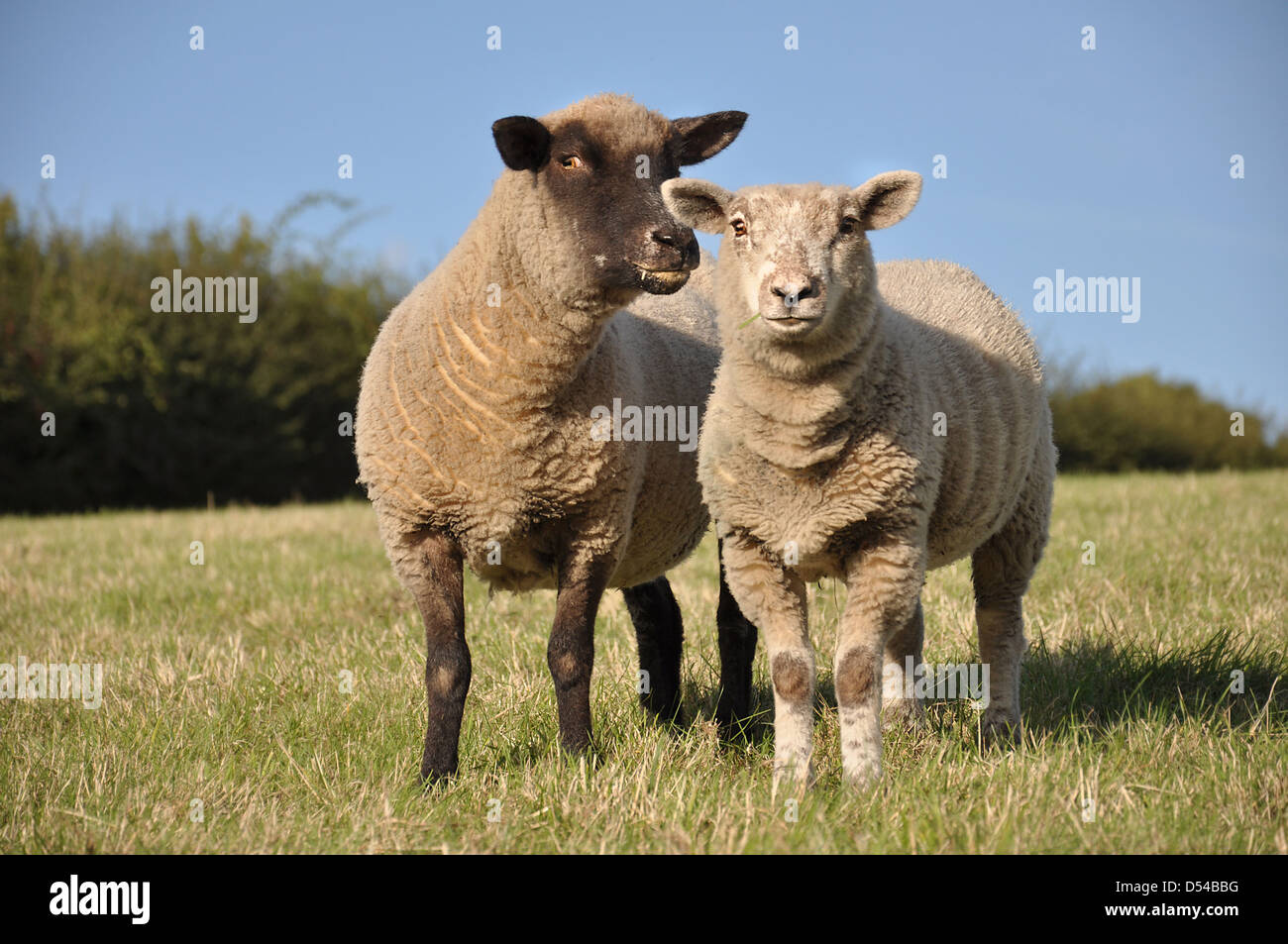 Schafe, Baby, Tiere, paar, Liebe, Familie, Gesicht, Nase, Wolle, Bauernhoftiere, Säugetiere, Bauernhof, Augen, Ohren, Fell, Fauna, Flora, Rasen, Stockfoto