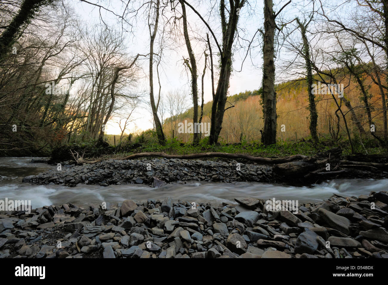Fluß Wyre, Llanrhystud, Rauschen durch Wald- und Flut Einlagen. Stockfoto