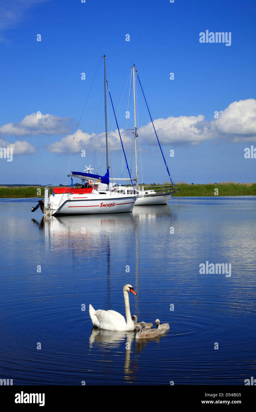Schwan Familie, Insel Hiddensee, Ostsee, Mecklenburg-Vorpommern, Western Pomerania, Deutschland, Europa Stockfoto