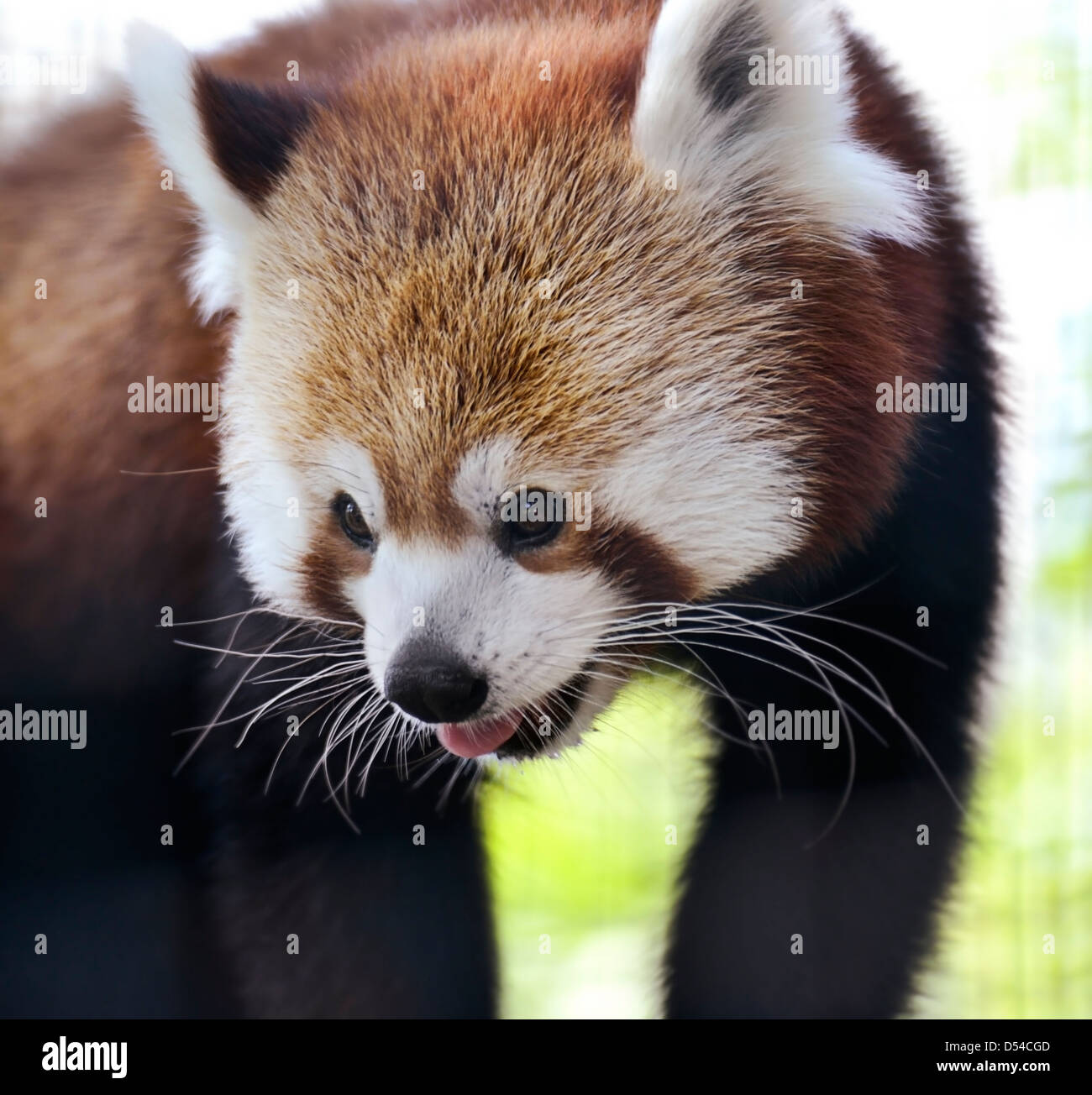 Roter Panda-Portrait, Nahaufnahme Stockfoto