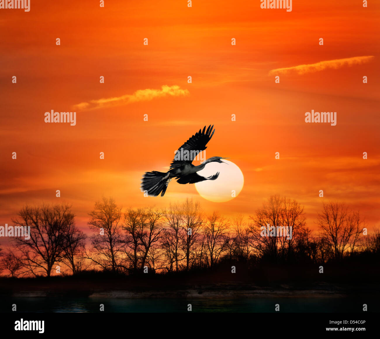 Fliegender Vogel bei Sonnenuntergang Stockfoto