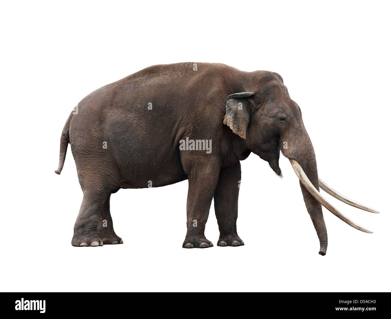 Afrikanischer Elefant auf weißem Hintergrund Stockfoto