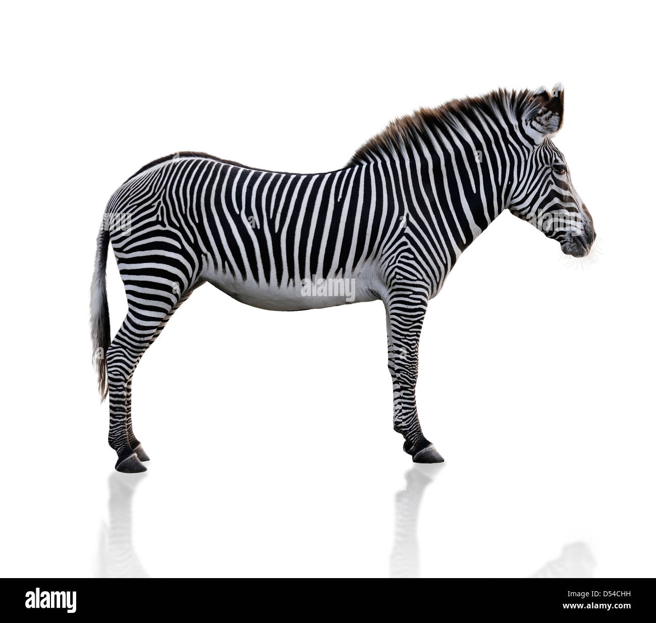 Zebra Tier auf weißem Hintergrund Stockfoto