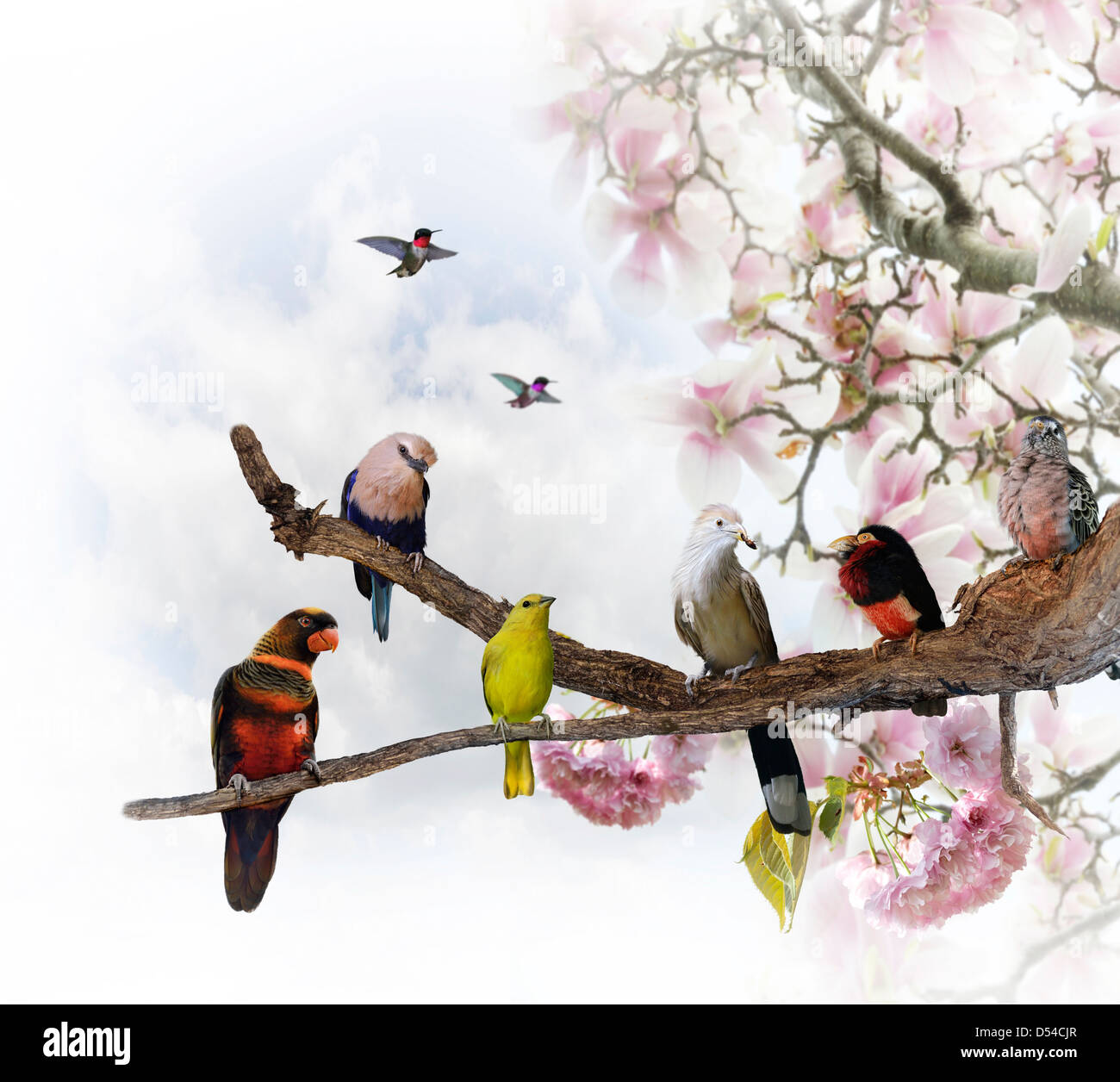 Tropische Vögel hocken auf einem blühenden Baum Stockfoto