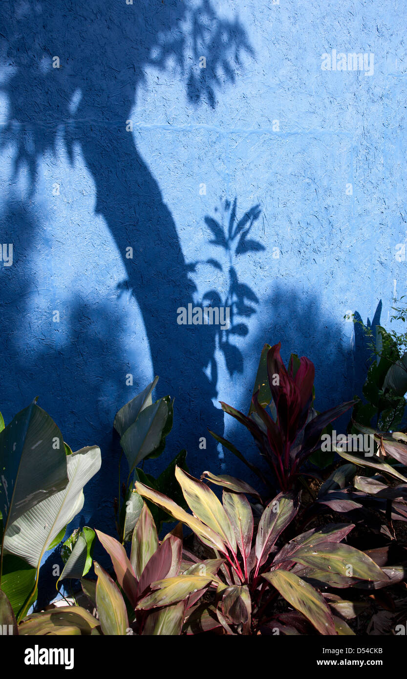 Phuket, Thailand, ein Baum spiegelt sich in der Pollwasser Stockfoto