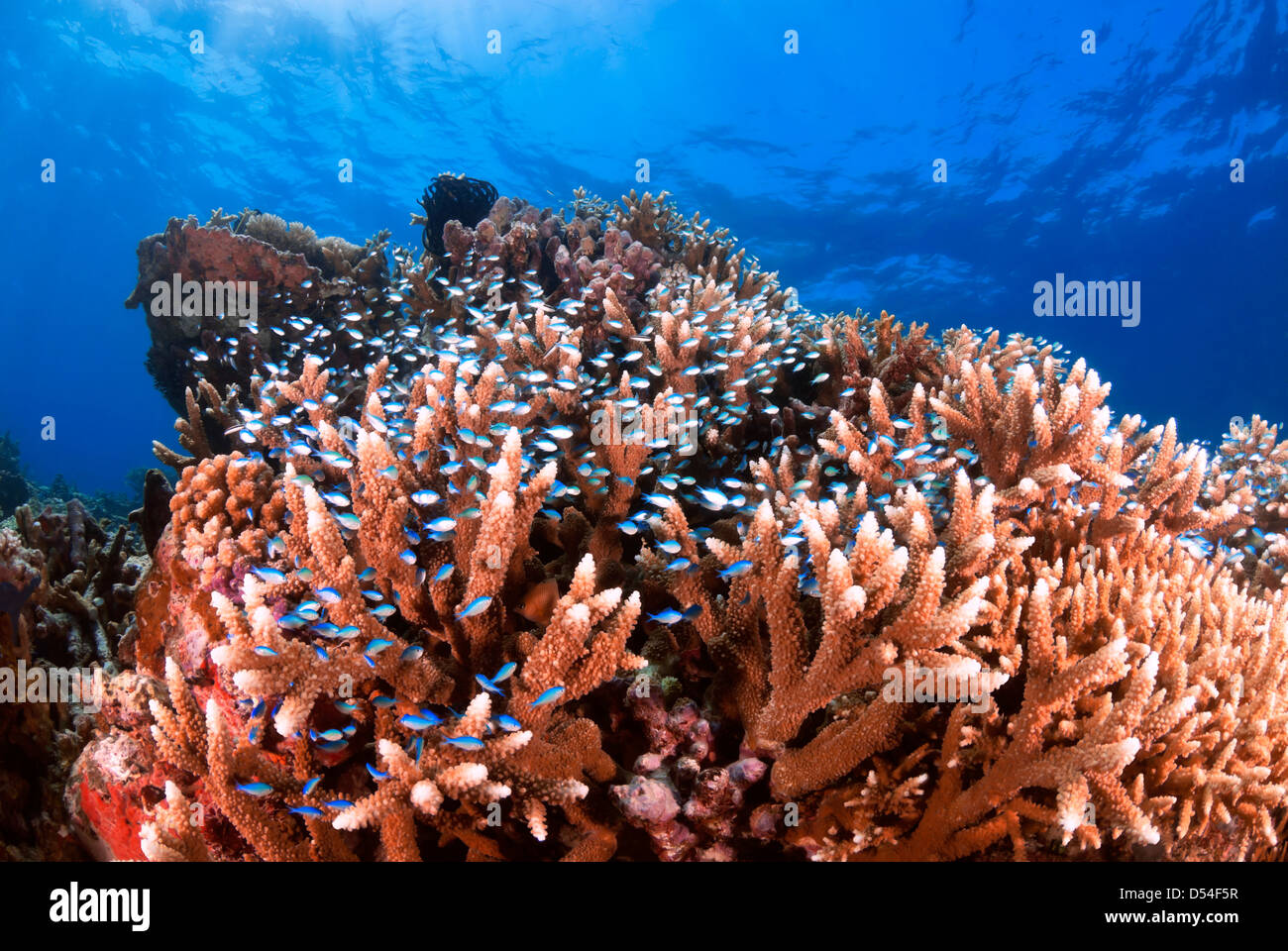 Hirschhorn Korallenriff mit Riff Fische, Great Barrier Reef und Coral Sea, Pazifik, Queensland, Australien Stockfoto