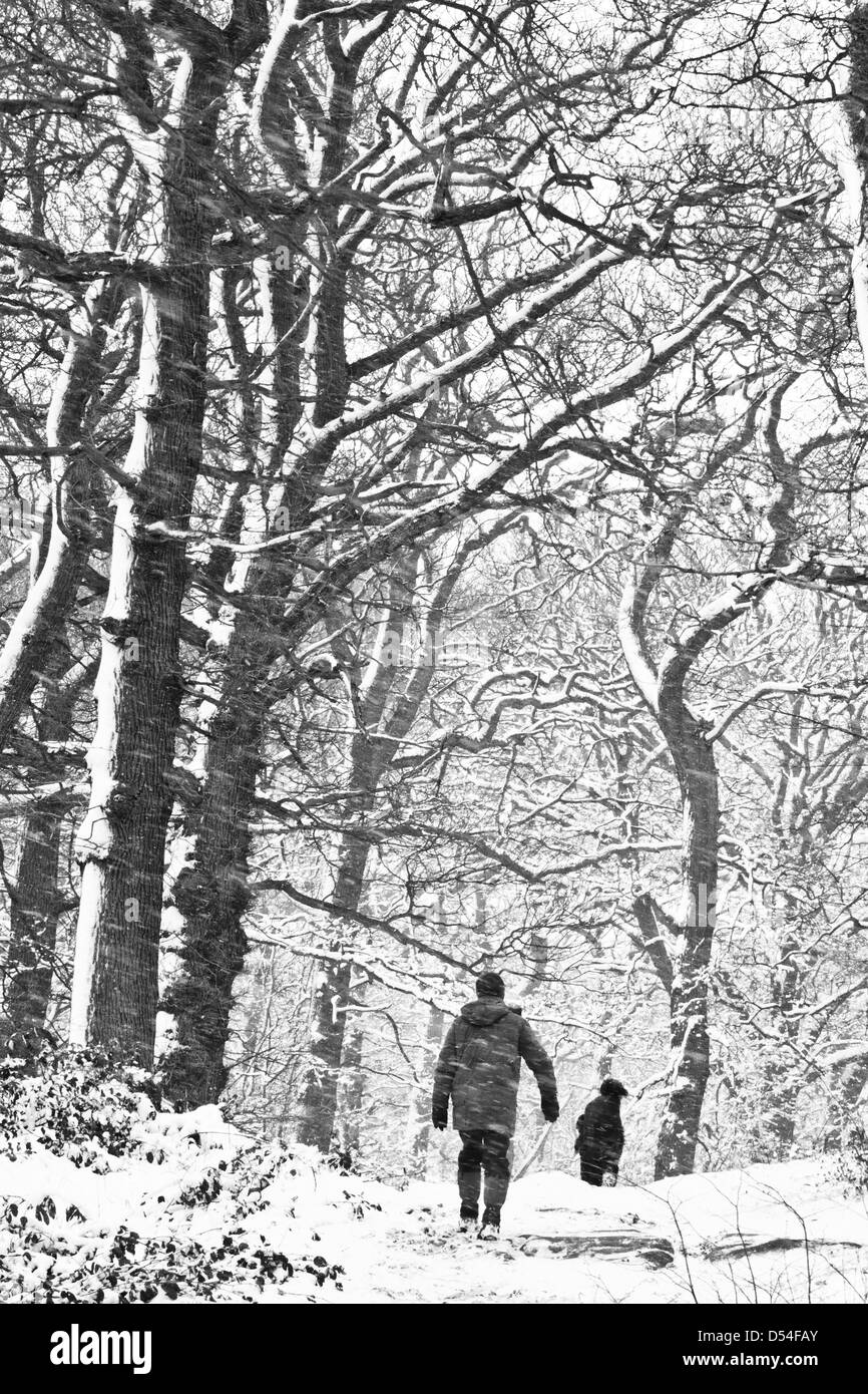 Woodland-Schnee-Szene Stockfoto