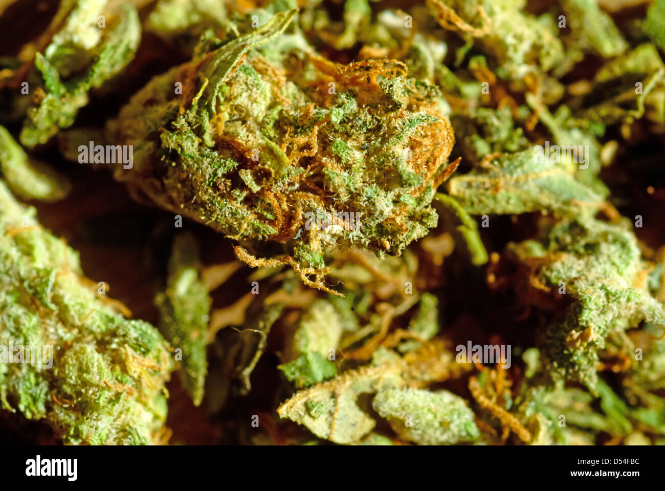 Berlin, Deutschland, getrocknete Blütenstände von cannabis Stockfoto