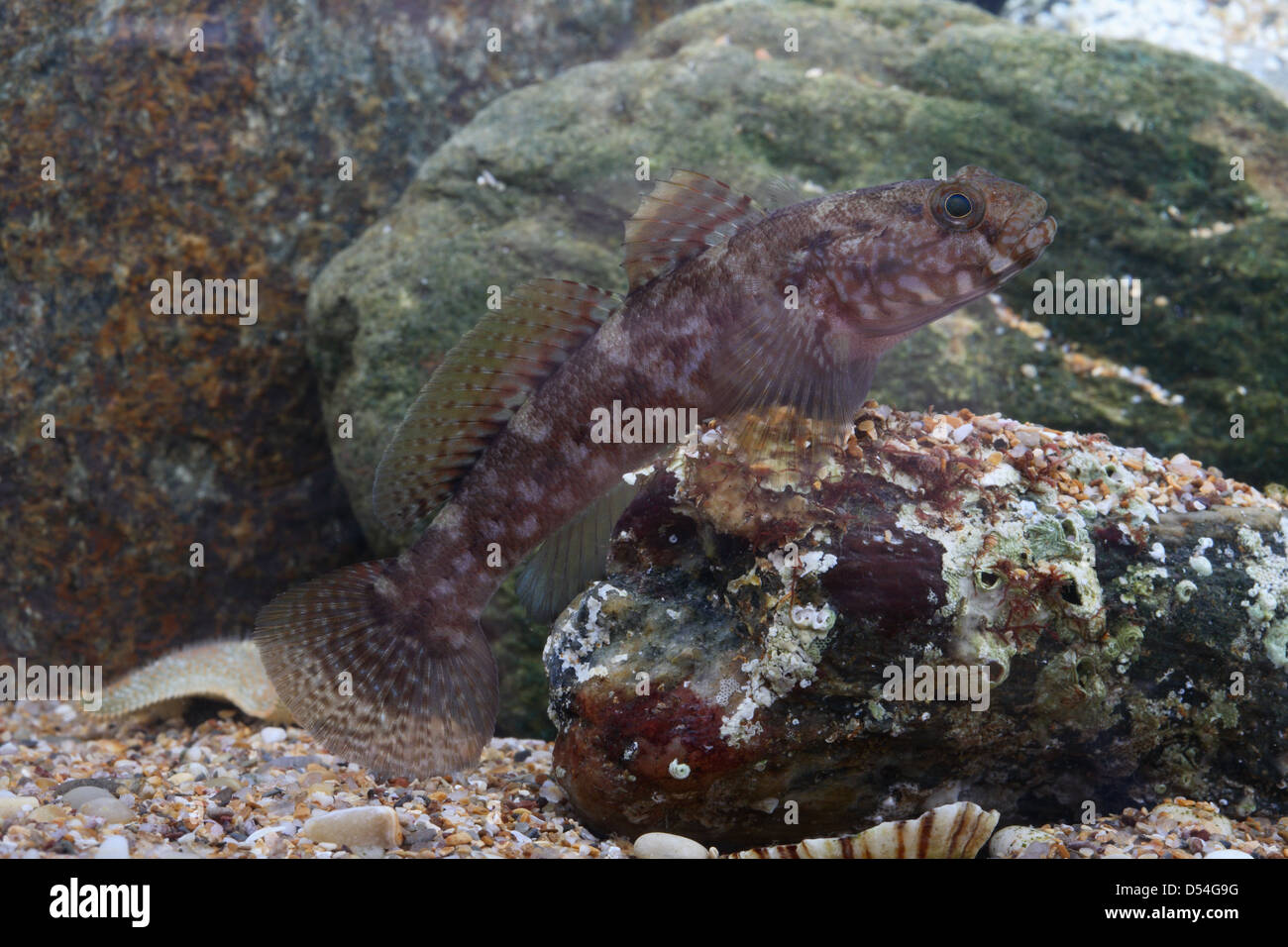 Grundel native Fotos und Bildmaterial in hoher Auflösung Alamy