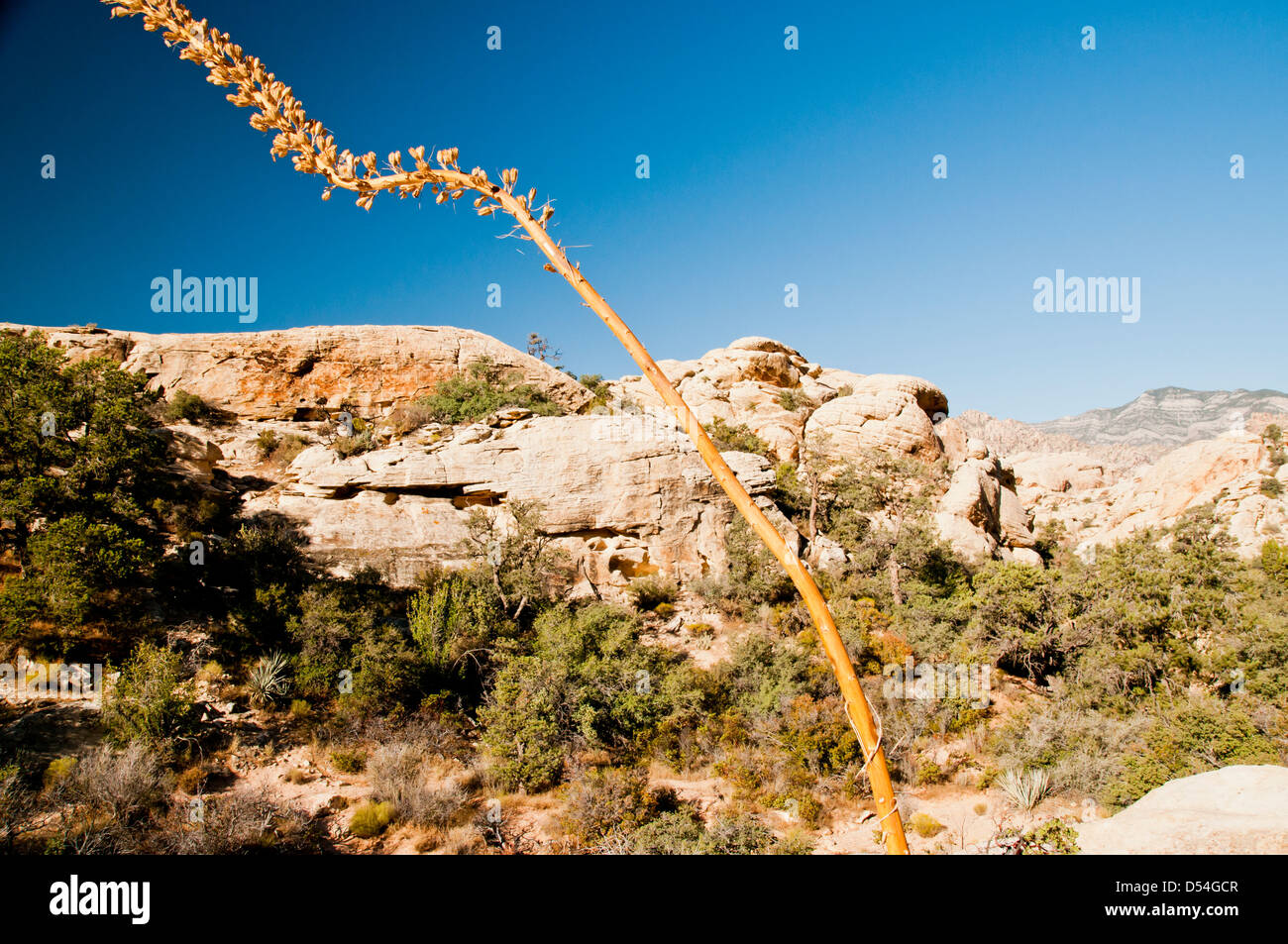 Agave Utahensis Var Nevadensis ausgetrocknet Blütenstand Punkte himmelwärts Stockfoto