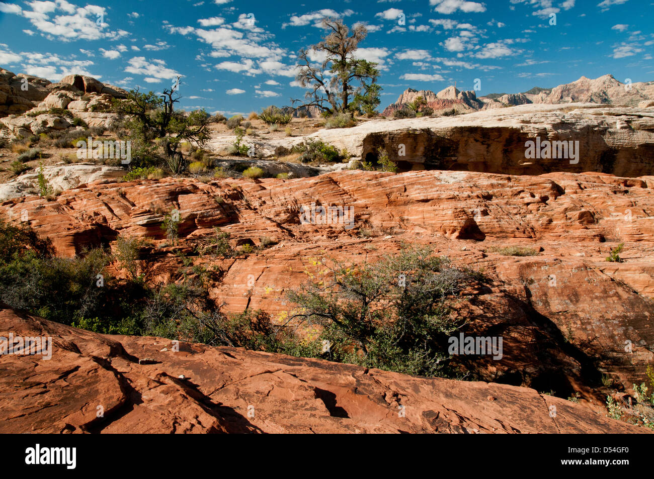 Die Wüste lebt in unzähligen Farben und Texturen Stockfoto