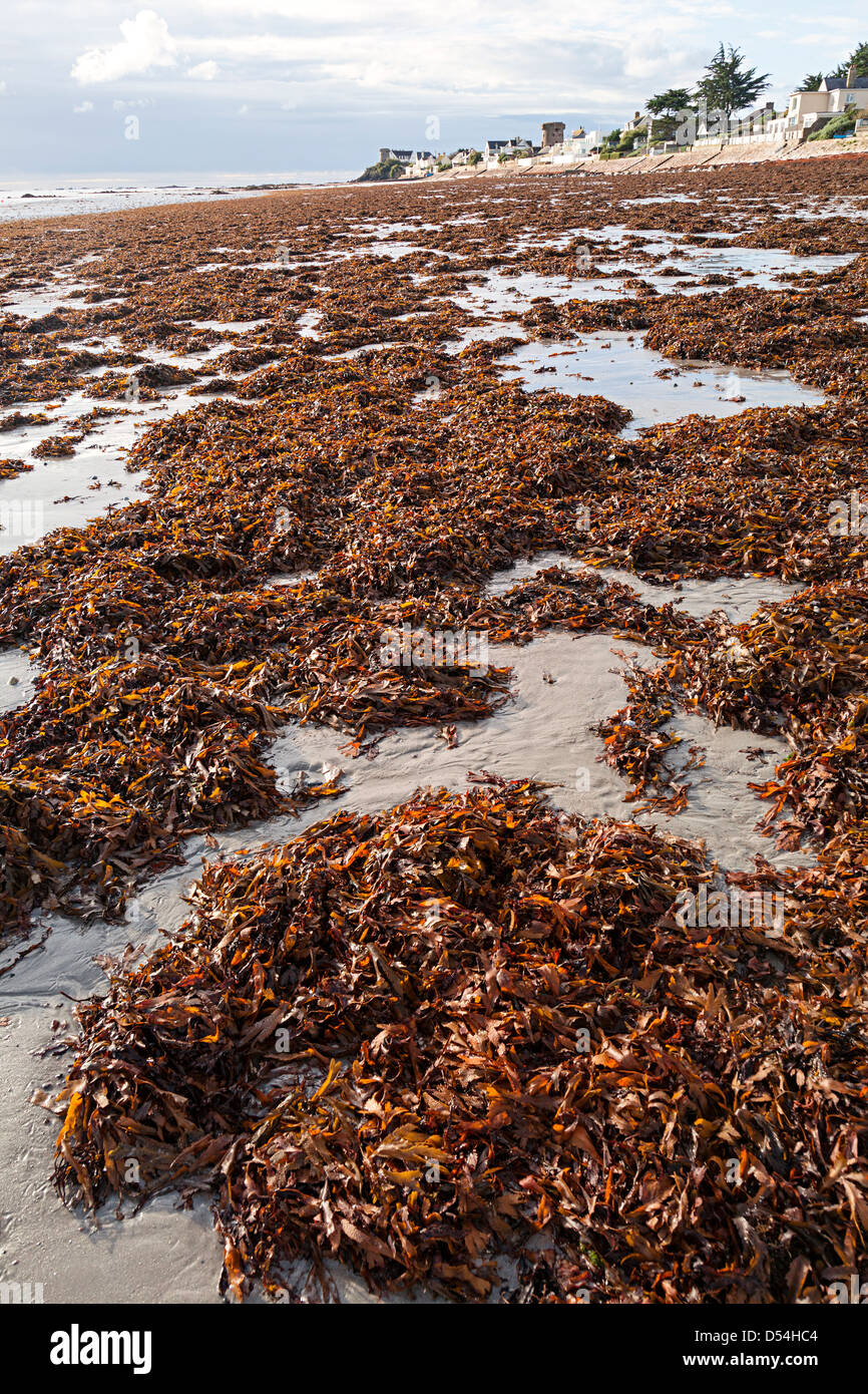 Algen Fucus am Meeresstrand, La Rocque, Jersey, Kanalinseln, Großbritannien Stockfoto