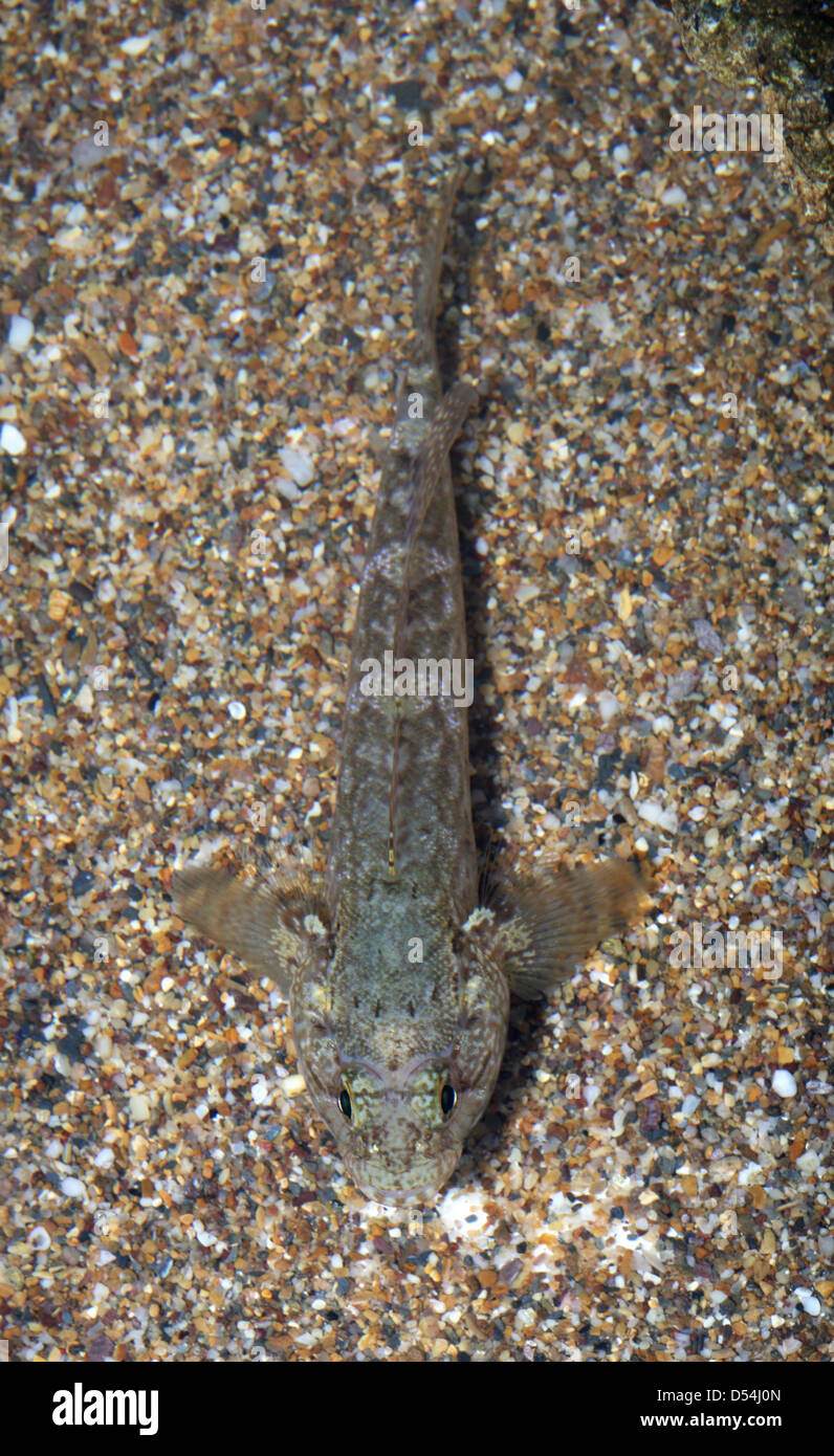 Grundel native Fotos und Bildmaterial in hoher Auflösung Alamy