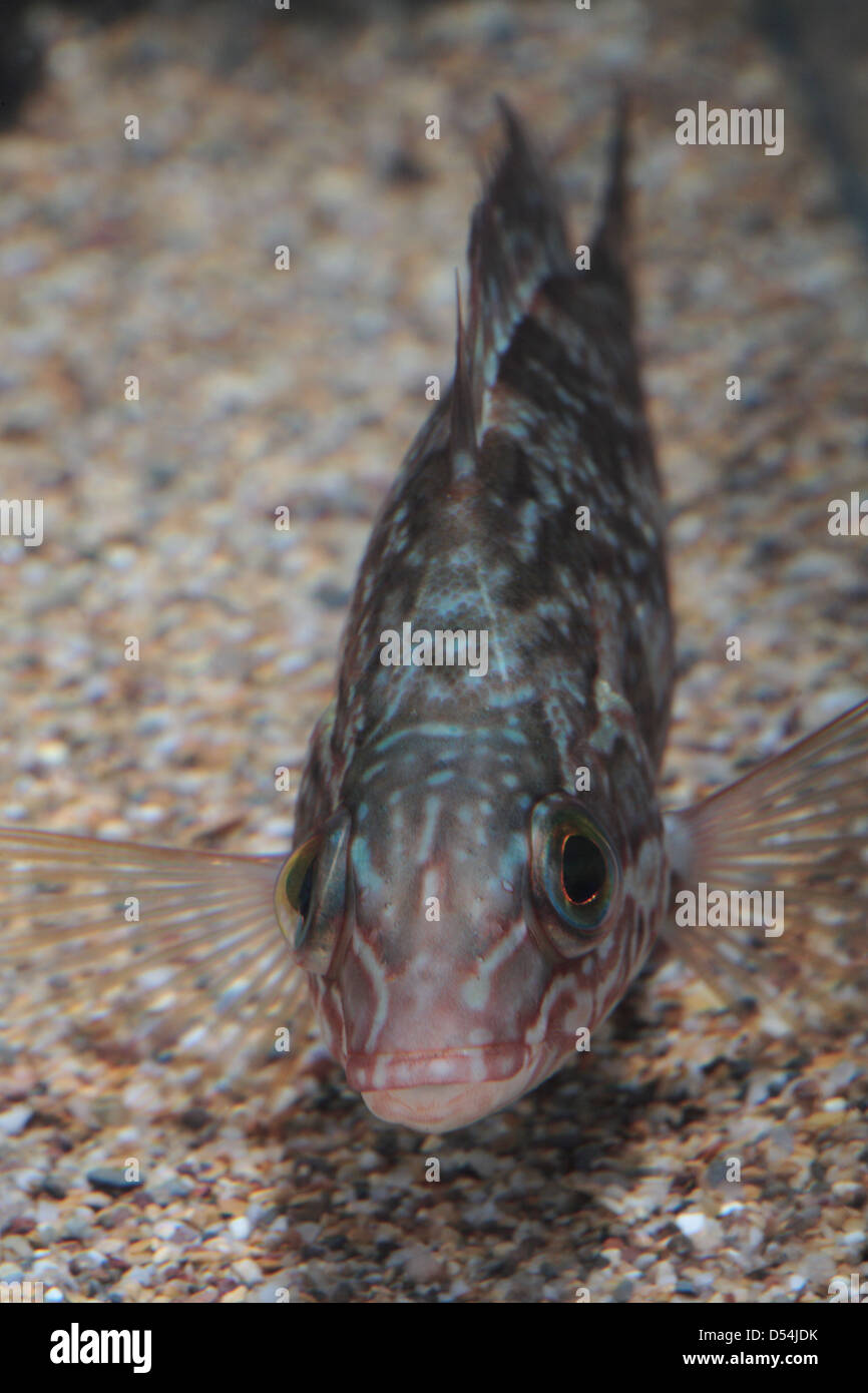 Juvenile Ballan Wrasse im aquarium Stockfoto