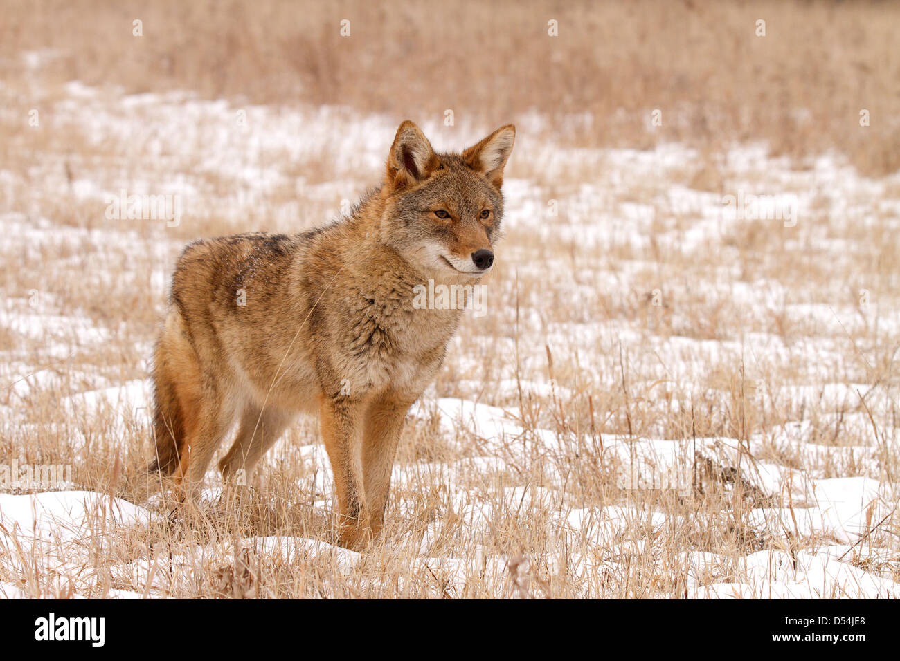 Coyote, Canis Latrans stehen im Schnee Stockfoto