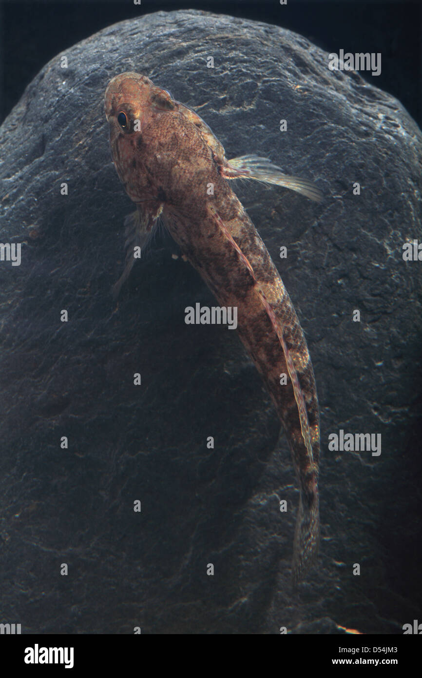Grundel native Fotos und Bildmaterial in hoher Auflösung Alamy
