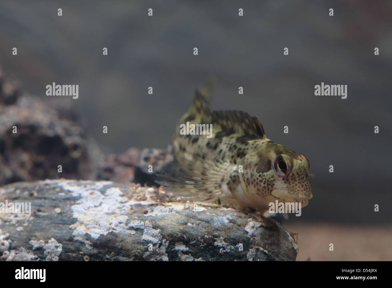 Shanny auf Rock im Aquarium Stockfoto