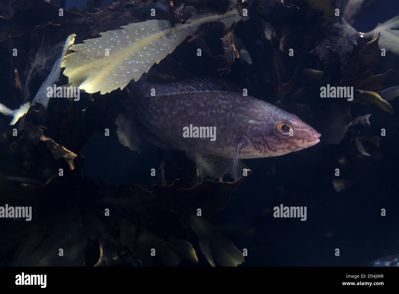 Juvenile Ballan Wrasse in Seetang Stockfoto