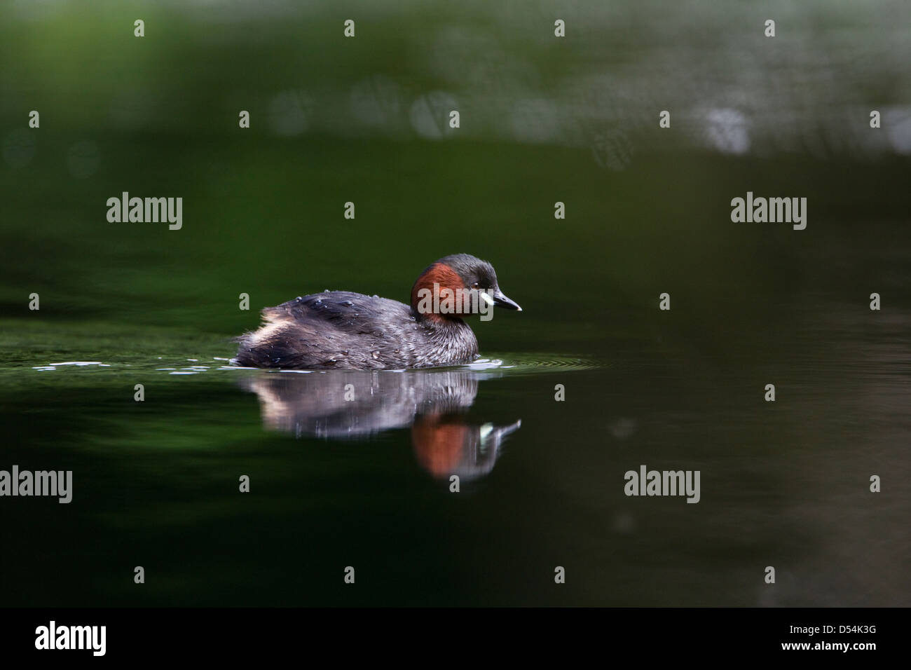 Tachybaptus Ruficollis, Little Grebe In Zucht Gefieder Schwimmen im Wasser mit seinen Überlegungen Stockfoto