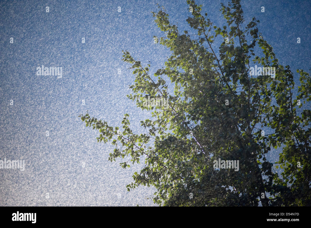 Berlin, Deutschland, eine Pappel-Krone in den Abend Starkregen Stockfoto