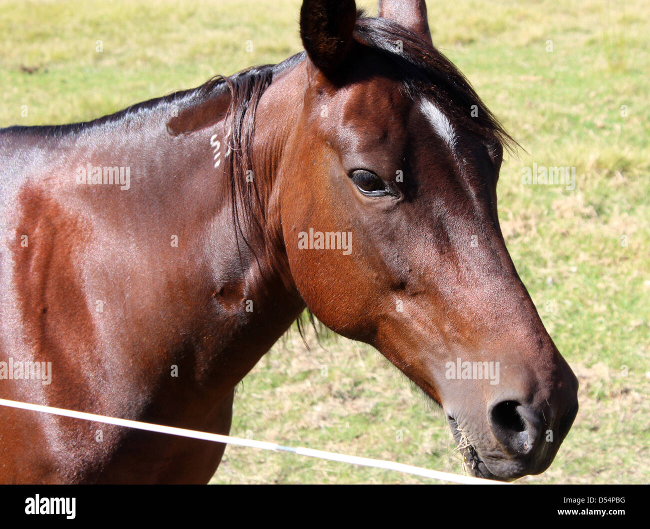 Ein elegantes braunes Pferd hebt seinen Kopf in eine Holding Fahrerlager in der Nähe der Leschenault Estaury in der Nähe von Australind Western Australia Stockfoto