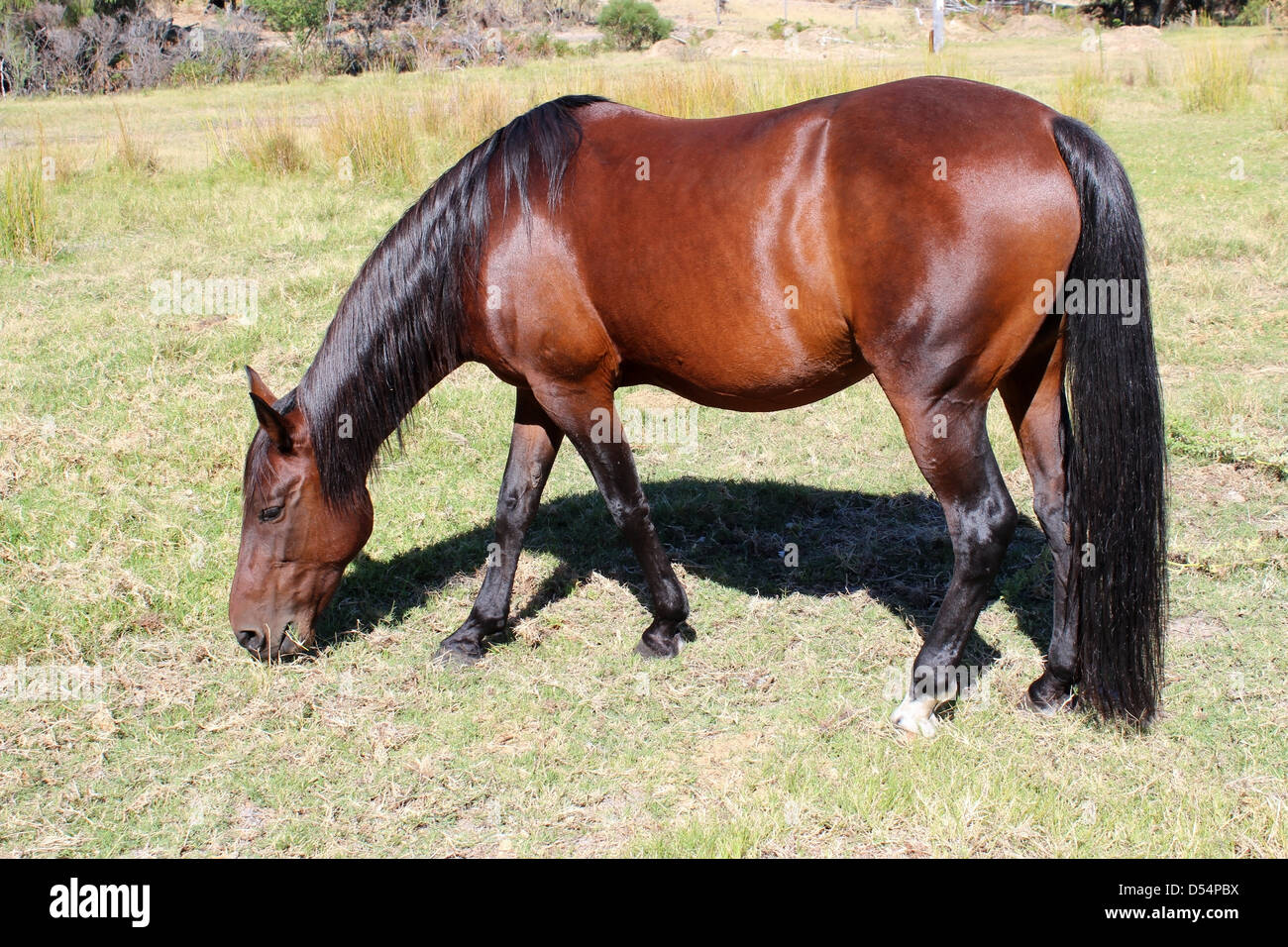 Ein elegante braunes Pferd grast zufrieden in kleinbäuerliche Fahrerlager in der Nähe von Leschenault Estaury in der Nähe von Australind Western Australia Stockfoto