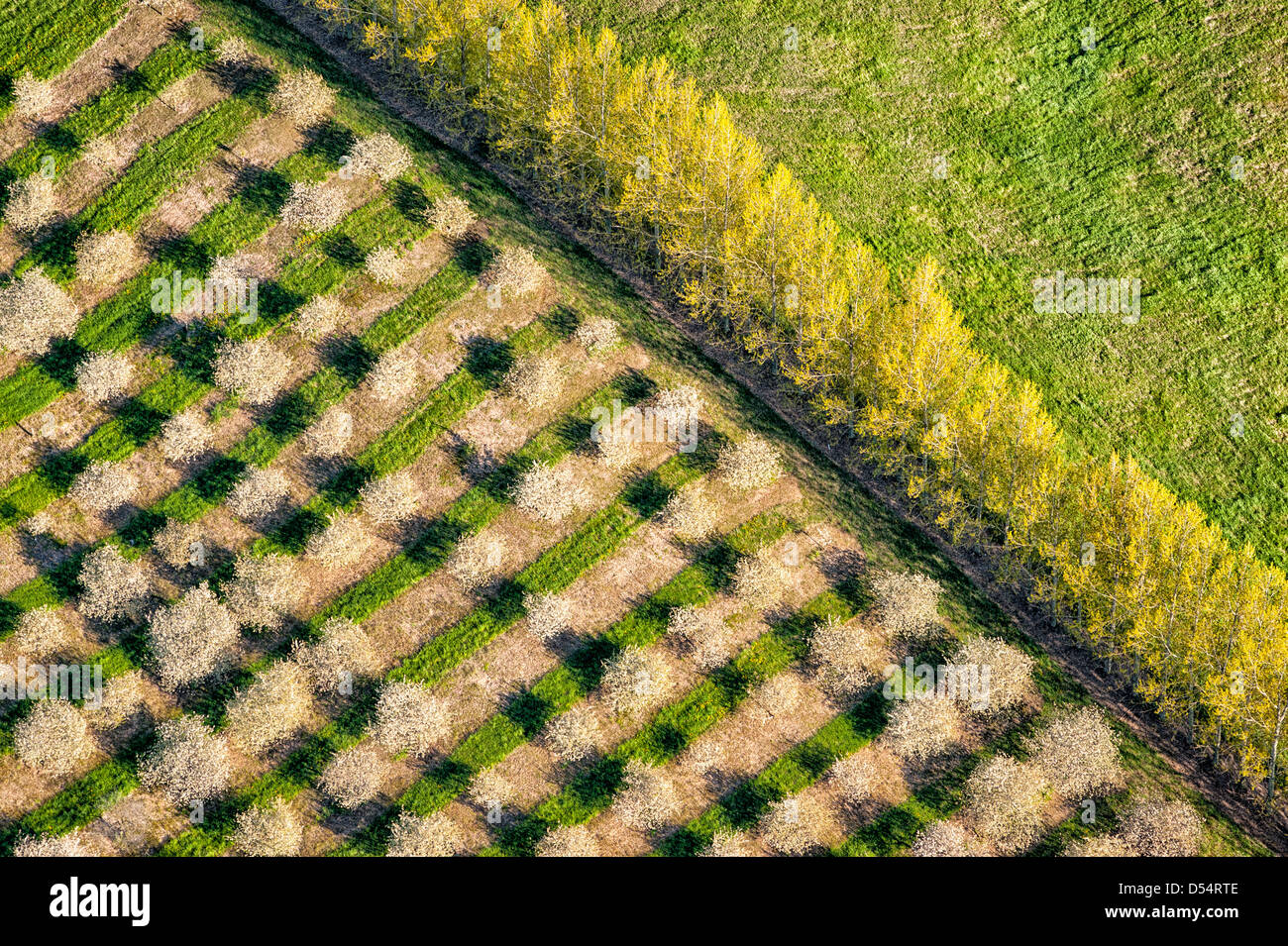 Luftaufnahme der Kirschgarten Frühlingsblüten im Mason County, Michigan, USA. Stockfoto