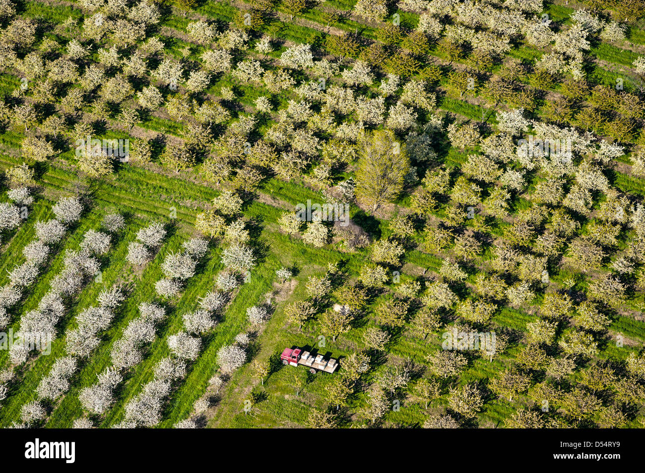 Luftaufnahme der Kirschgarten Frühlingsblüten im Mason County, Michigan, USA. Stockfoto