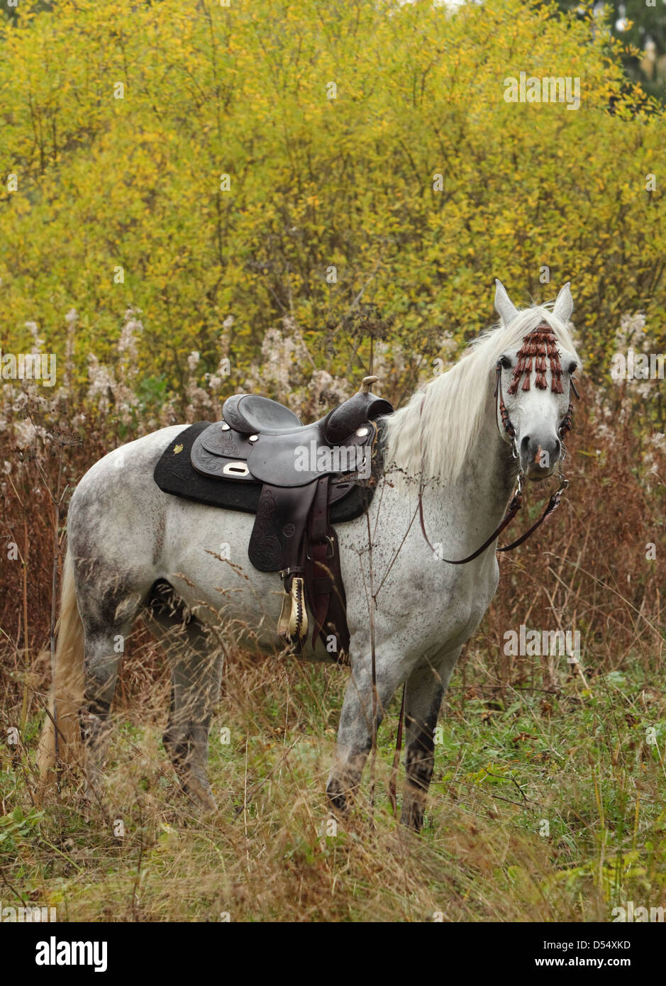 Reining Quarterhorse in Wäldern. Niemand Stockfoto