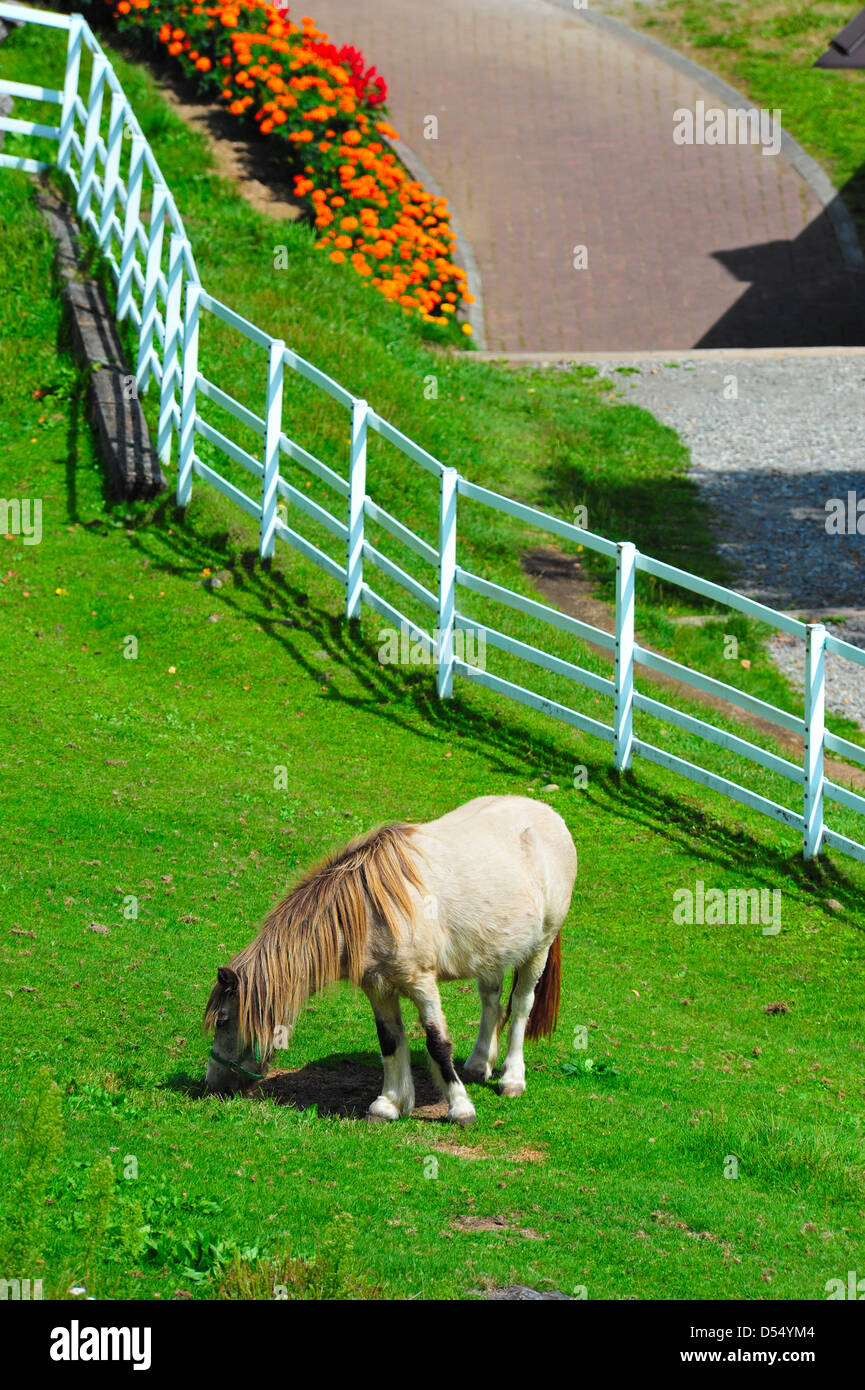 Pony im Makiba Park Stockfoto