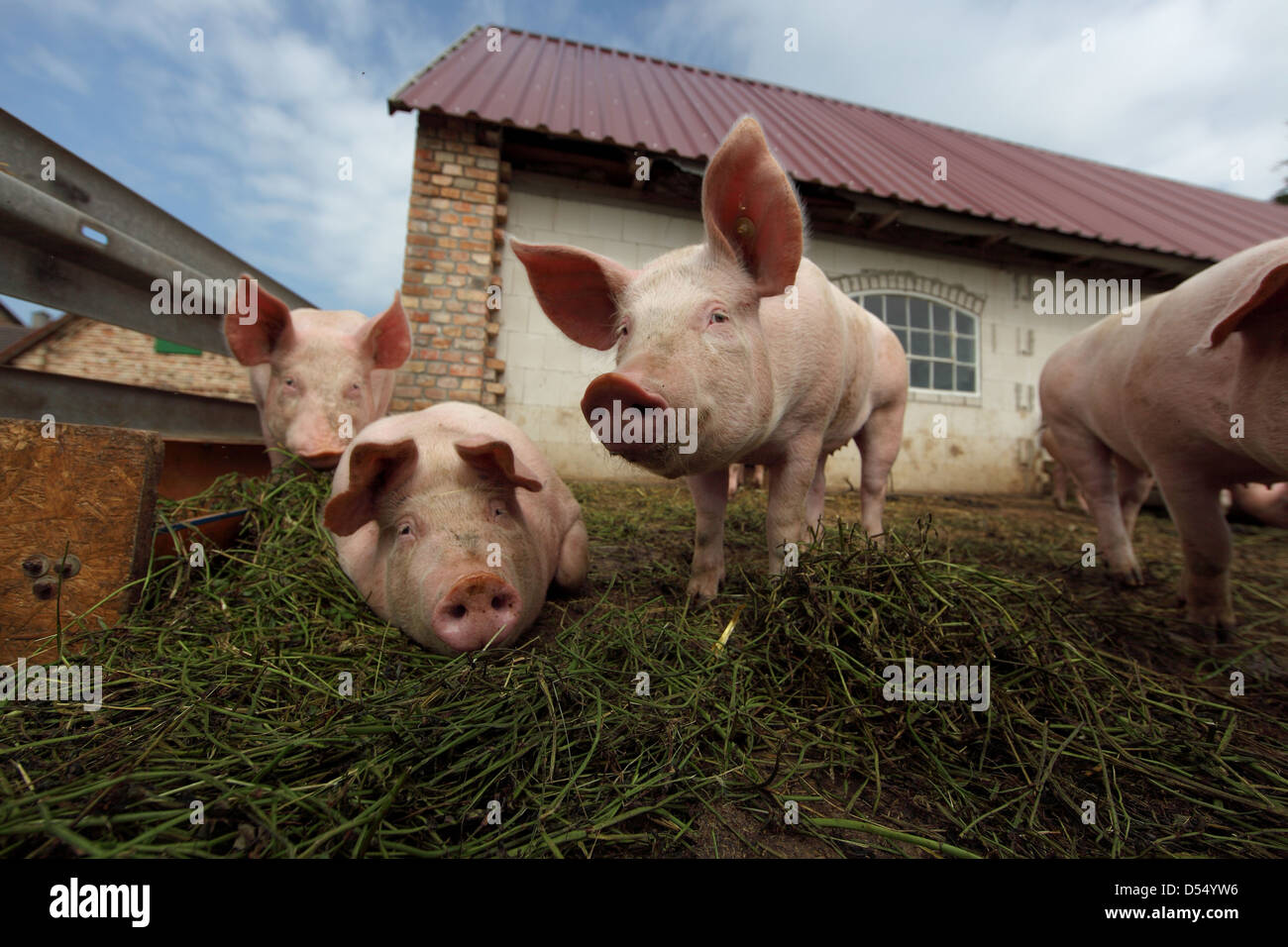 Strahlende Dorf, Deutschland, Biofleischproduktion, Schweine in einem Stall vor der Scheune Stockfoto