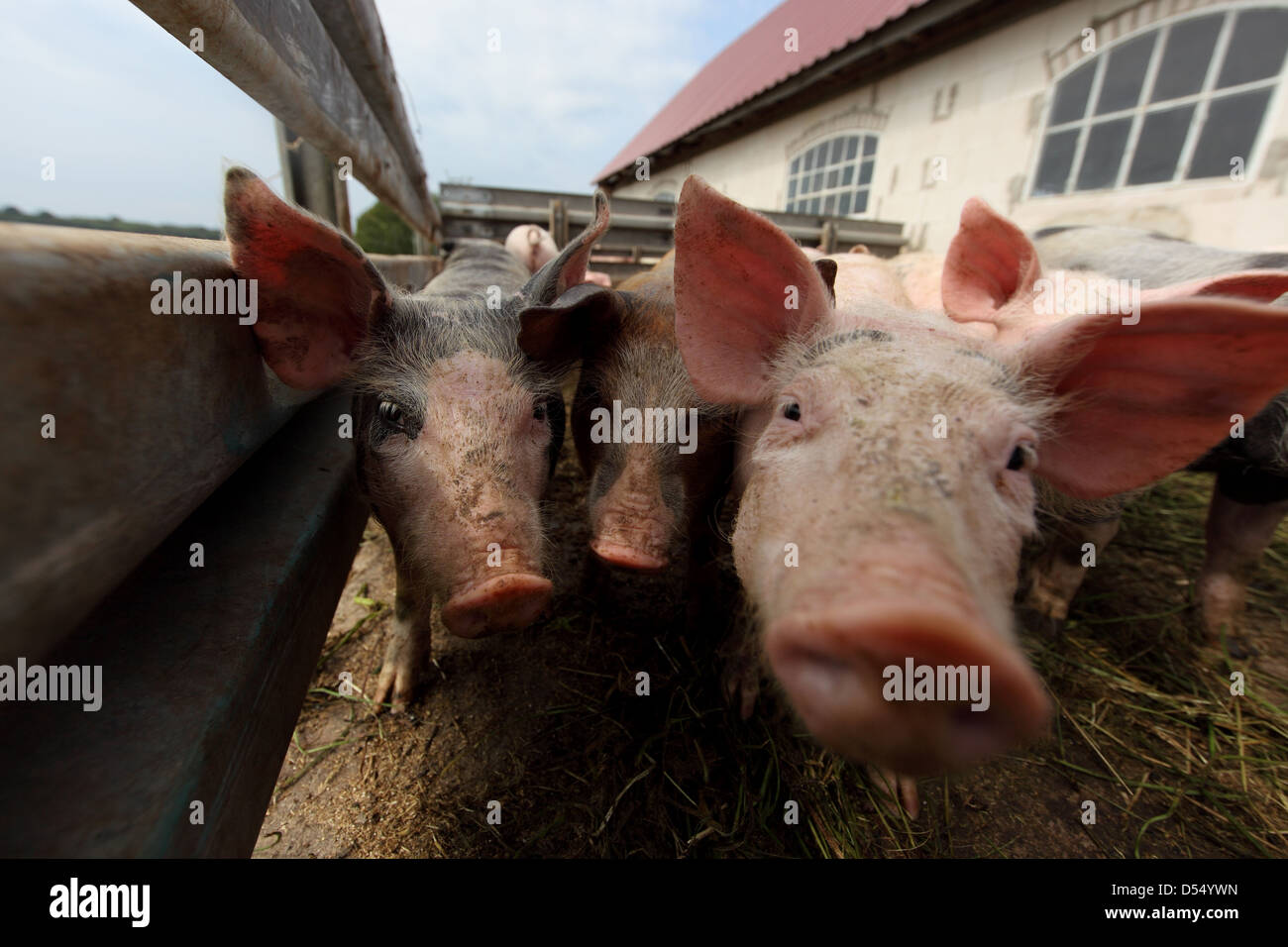 Strahlende Dorf, Deutschland, Biofleischproduktion, Ferkel Blick neugierig auf den Betrachter Stockfoto