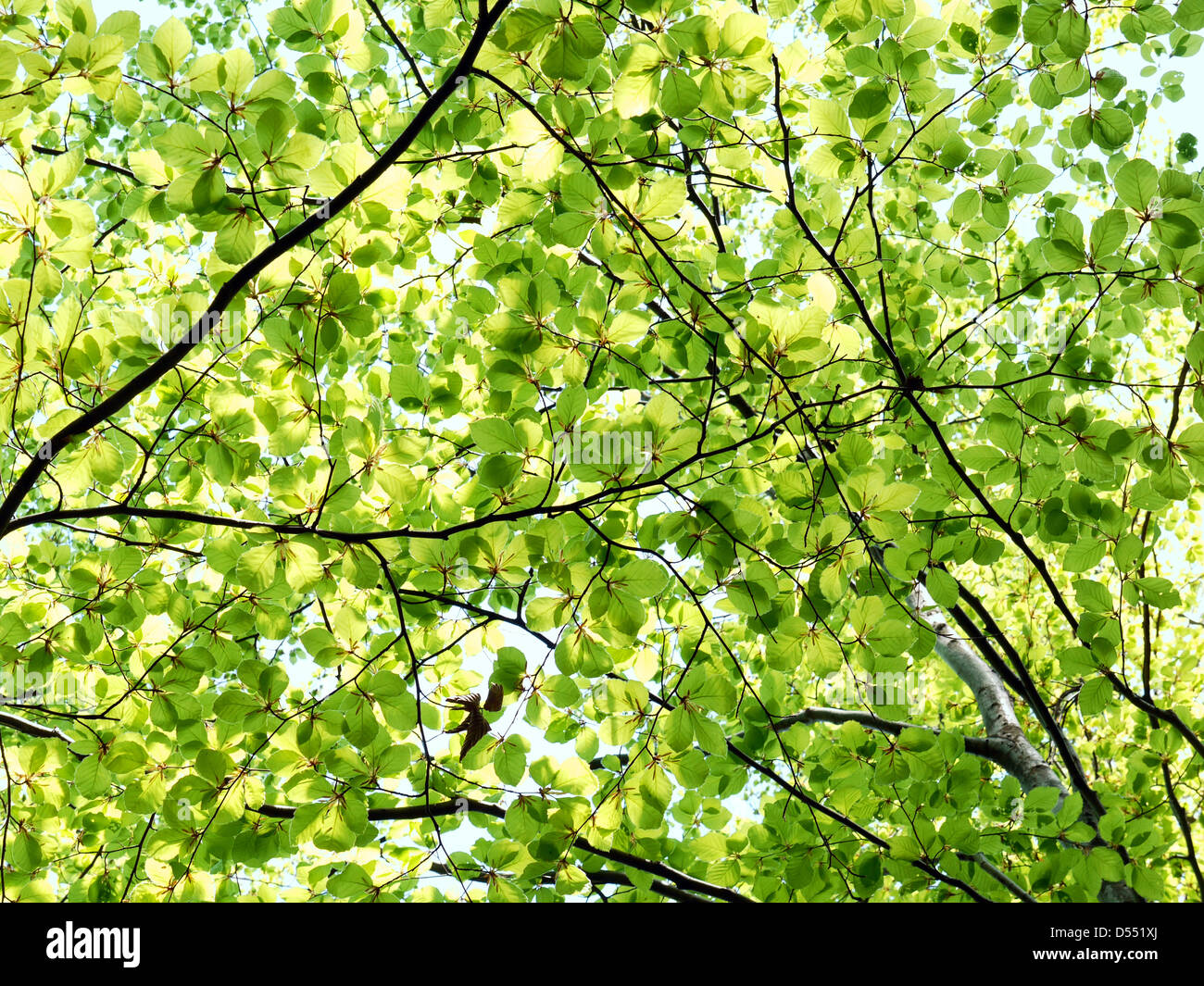 Baum Laub in frischen Frühlingsfarben Stockfoto