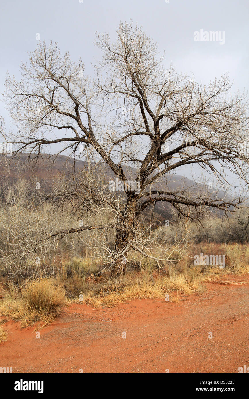 Ein Baum im Winter in der Nähe der Jemez-Flusses in New Mexiko Stockfoto