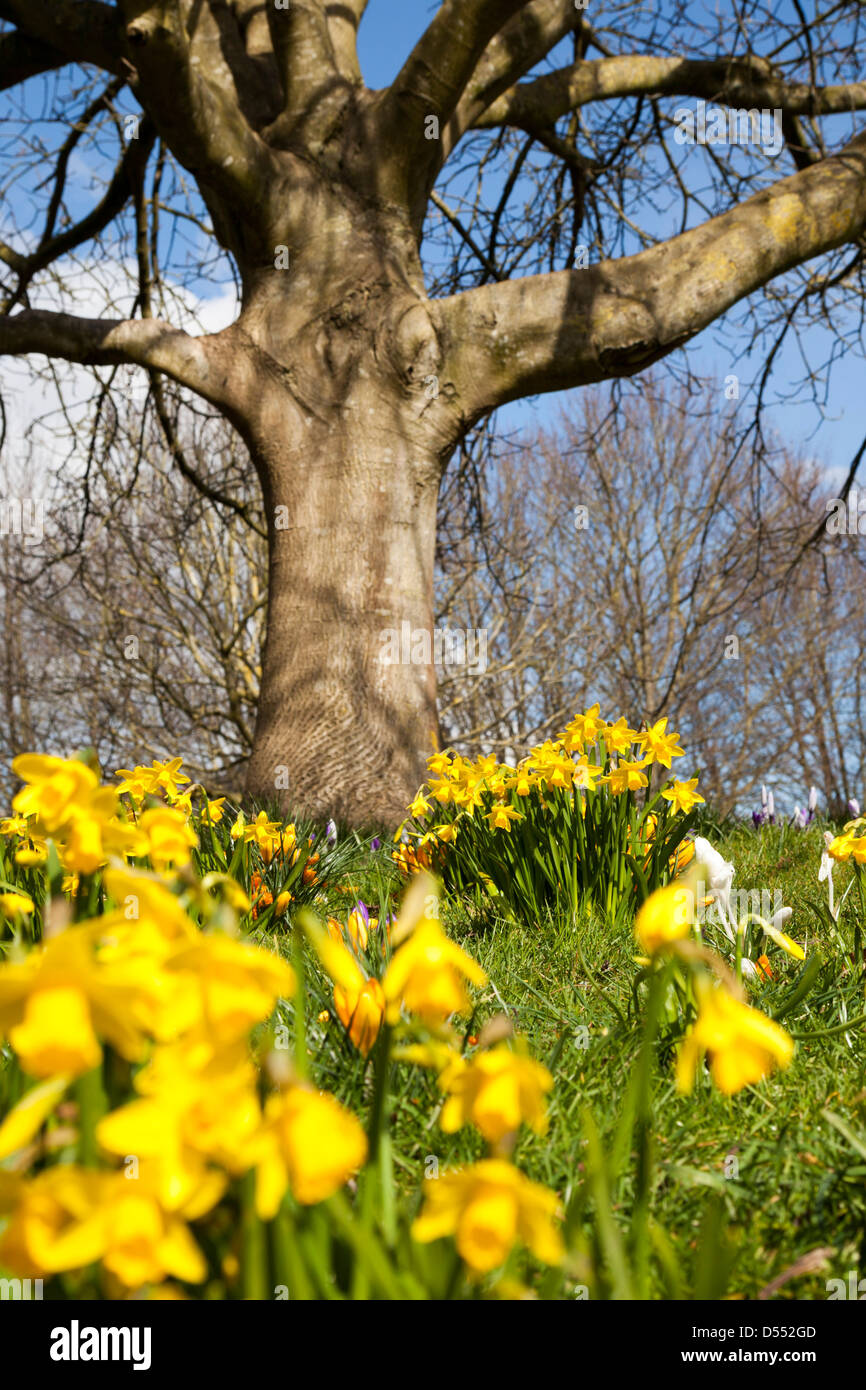 Narzissen blühen im Eastrop Park in Basingstoke, Hampshire, beim Start der Frühjahr 2013 Stockfoto
