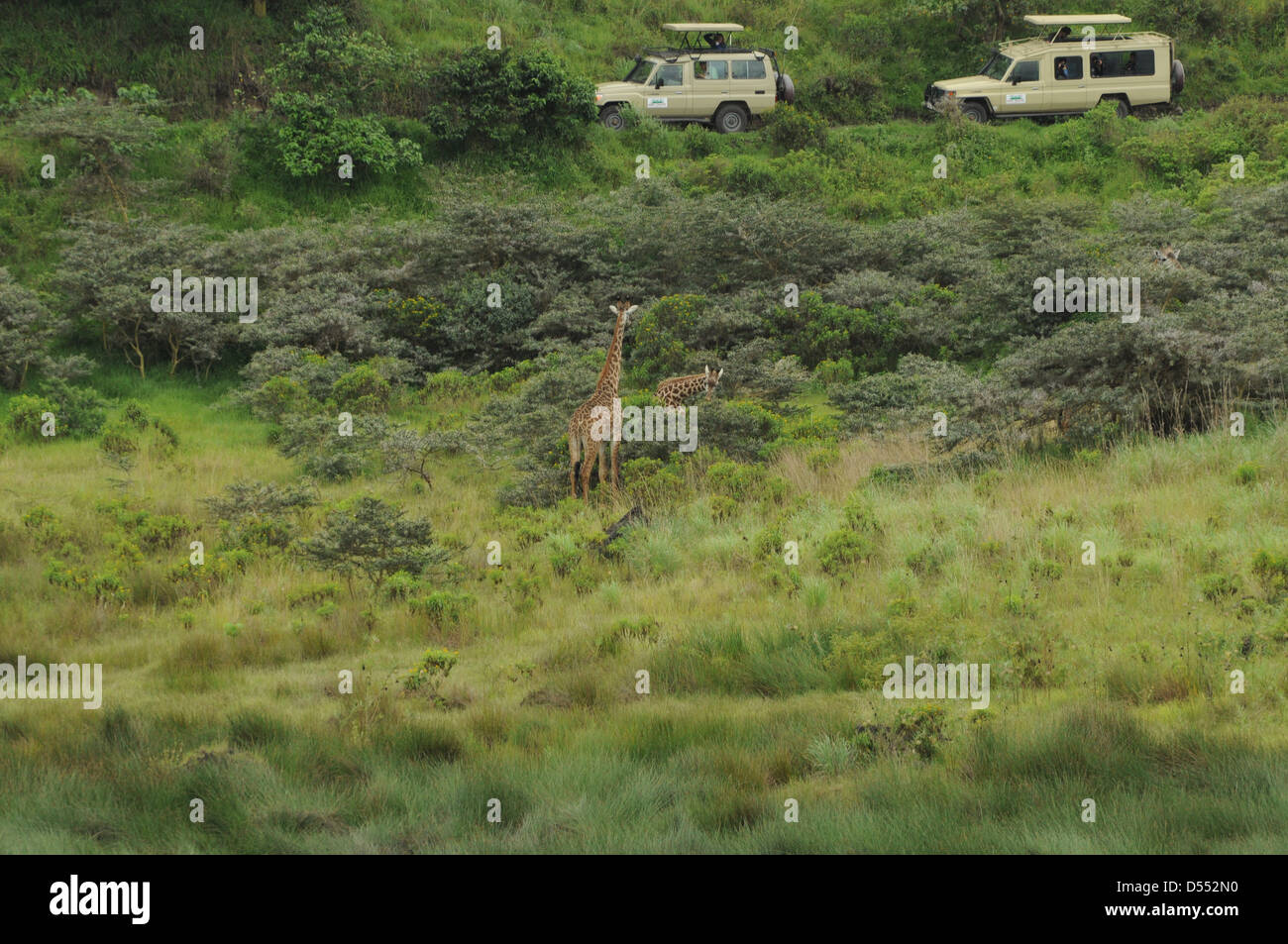 Tanzania Wildlife Safari Giraffen Safari Jeeps können gesehen werden, die Giraffen beobachten Stockfoto