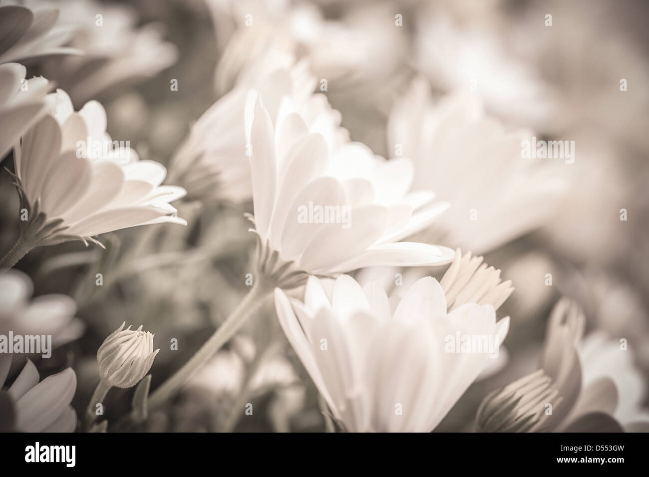 Schwarzen & weiße Foto der schönen frischen sanften Daisy Blumen, Weichzeichner, Frühling Saison Stockfoto